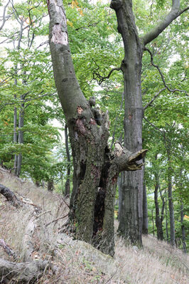 Bezděz, 6.10.2022
Bezděz.
Klíčová slova: Bezděz Megapenthes lugens Ischnodes sanguinicollis