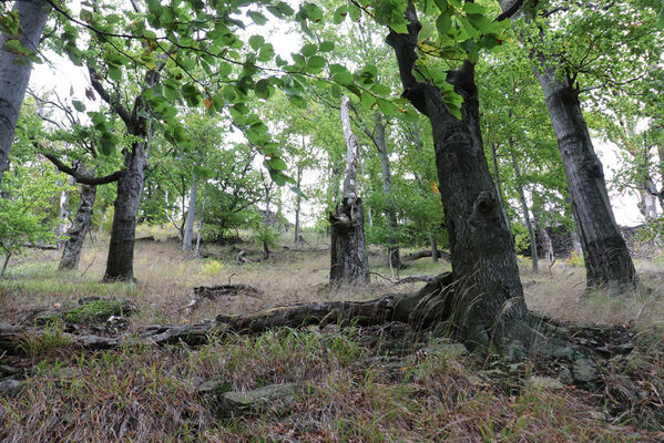 Bezděz, 6.10.2022
Bezděz.
Klíčová slova: Bezděz Crepidophorus mutilatus Elater ferrugineus Megapenthes lugens Ischnodes sanguinicollis