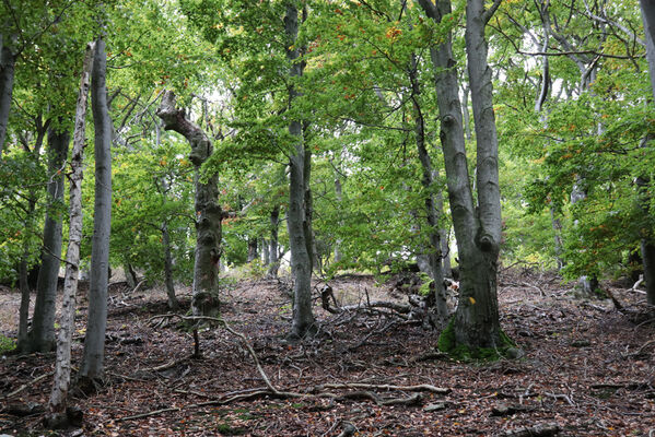 Bezděz, 6.10.2022
Malý Bezděz
Klíčová slova: Bezděz Malý Bezděz