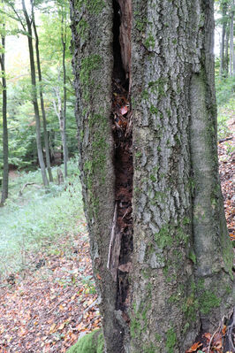 Bezděz, 6.10.2022
Malý Bezděz - biotop kovaříků Crepidophorus mutilatus a Elater ferrugineus.
Mots-clés: Bezděz Malý Bezděz Crepidophorus mutilatus Elater ferrugineus