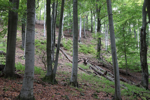 Bezděz, 6.10.2022
Malý Bezděz.
Schlüsselwörter: Bezděz Malý Bezděz