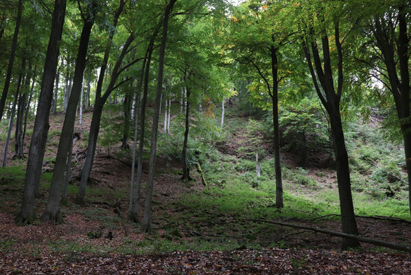 Bezděz, 6.10.2022
Malý Bezděz.
Klíčová slova: Bezděz Malý Bezděz