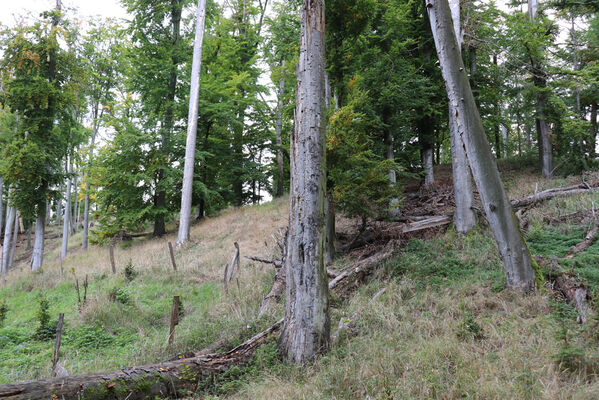 Bezděz, 6.10.2022
Slatinné vrchy, východní hřbet.
Mots-clés: Bezděz Slatinné vrchy