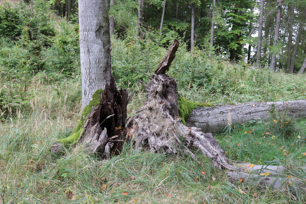 Bezděz, 6.10.2022
Slatinné vrchy.
Klíčová slova: Bezděz Slatinné vrchy Elater ferrugineus Ischnodes sanguinicollis