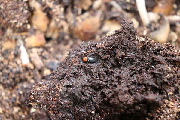 Bezděz, 6.10.2022
Slatinné vrchy. Kovařík Ischnodes sanguinicollis v kukelní kolébce.
Keywords: Bezděz Slatinné vrchy Ischnodes sanguinicollis