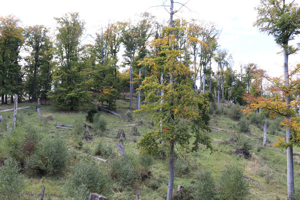 Bezděz, 6.10.2022
Slatinné vrchy, vichřicí poničená bučina pod hlavním vrcholem.
Klíčová slova: Bezděz Slatinné vrchy