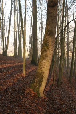 Bílá Třemešná, Filířovice, 23.12.2015
Les na svahu nad záplavovými loukami. Biotop kovaříka Calambus bipustulatus.



Schlüsselwörter: Bílá Třemešná Filířovice Calambus bipustulatus