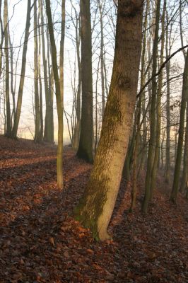 Bílá Třemešná, Filířovice, 23.12.2015
Les na svahu nad záplavovými loukami. Biotop kovaříka Calambus bipustulatus.



Klíčová slova: Bílá Třemešná Filířovice Calambus bipustulatus