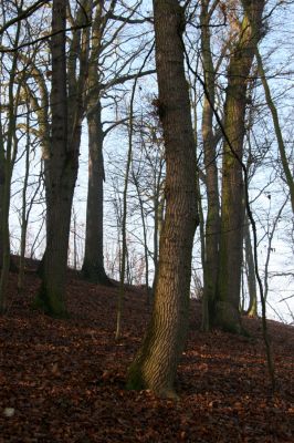 Bílá Třemešná, Filířovice, 23.12.2015
Les na svahu nad záplavovými loukami. Biotop kovaříka Calambus bipustulatus.


Klíčová slova: Bílá Třemešná Filířovice Calambus bipustulatus