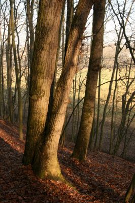 Bílá Třemešná, Filířovice, 23.12.2015
Les na svahu nad záplavovými loukami. Biotop kovaříka Calambus bipustulatus.
Klíčová slova: Bílá Třemešná Filířovice Calambus bipustulatus