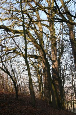 Bílá Třemešná, Filířovice, 23.12.2015
Les na svahu nad záplavovými loukami.

Klíčová slova: Bílá Třemešná Filířovice Calambus bipustulatus