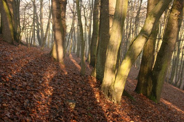 Bílá Třemešná, Filířovice, 23.12.2015
Les na svahu nad záplavovými loukami. Biotop kovaříka Calambus bipustulatus.



Schlüsselwörter: Bílá Třemešná Filířovice Calambus bipustulatus
