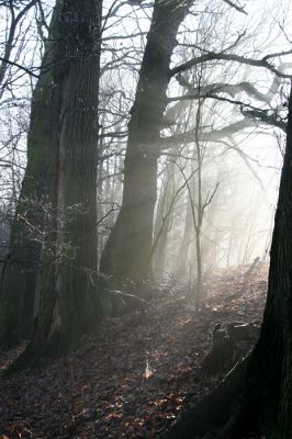 Bílá Třemešná, Filířovice, 23.12.2015
Les na svahu nad záplavovými loukami. 

Klíčová slova: Bílá Třemešná Filířovice Calambus bipustulatus