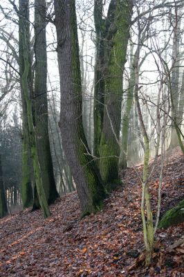 Bílá Třemešná, Filířovice, 23.12.2015
Les na svahu nad záplavovými loukami. Biotop kovaříka Calambus bipustulatus.



Schlüsselwörter: Bílá Třemešná Filířovice Calambus bipustulatus