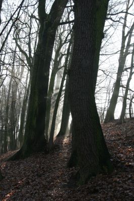 Bílá Třemešná, Filířovice, 23.12.2015
Les na svahu nad záplavovými loukami. 

Klíčová slova: Bílá Třemešná Filířovice Calambus bipustulatus