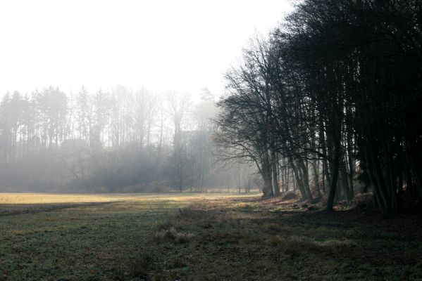 Bílá Třemešná, Filířovice, 23.12.2015
Záplavové louky U Labe. Pohled na Borovičku.



Klíčová slova: Bílá Třemešná Filířovice Borovička