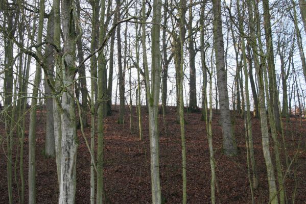 Bílá Třemešná, Filířovice, 23.12.2015
Les na svahu nad záplavovými loukami. Biotop kovaříka Calambus bipustulatus.



Mots-clés: Bílá Třemešná Filířovice Calambus bipustulatus