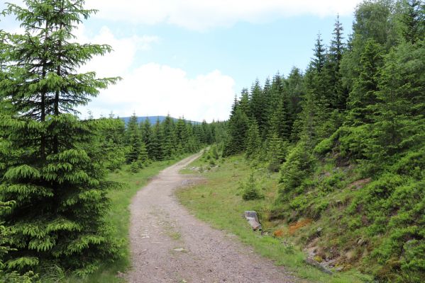 Špindlerův Mlýn, 27.6.2021
Krkonoše, Hollmanova cesta pod Malým Šišákem.
Schlüsselwörter: Krkonoše Špindlerův Mlýn Hollmanova cesta Malý Šišák Aplotarsus incanus Ctenicera cuprea Athous zebei