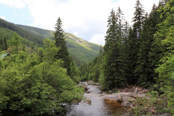 Špindlerův Mlýn, 27.6.2021
Krkonoše, údolí Bílého Labe, Weberova cesta nad Boudou U Bílého Labe. 
Mots-clés: Krkonoše Špindlerův Mlýn údolí Bílého Labe Weberova cesta Kozí hřbety