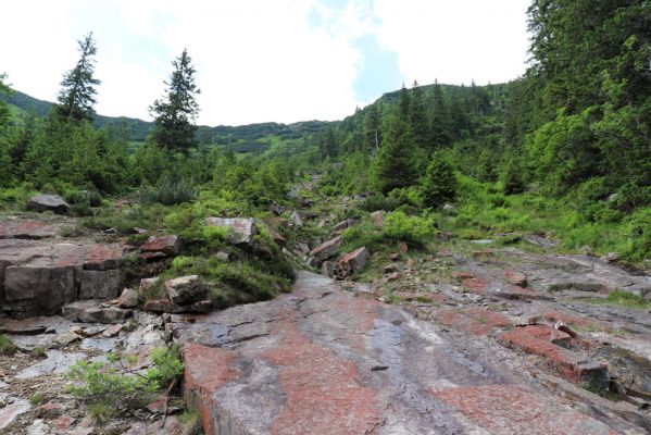 Špindlerův Mlýn, 27.6.2021
Krkonoše, údolí Bílého Labe pod Kozími hřbety. 
Klíčová slova: Krkonoše Špindlerův Mlýn údolí Bílého Labe Kozí hřbety