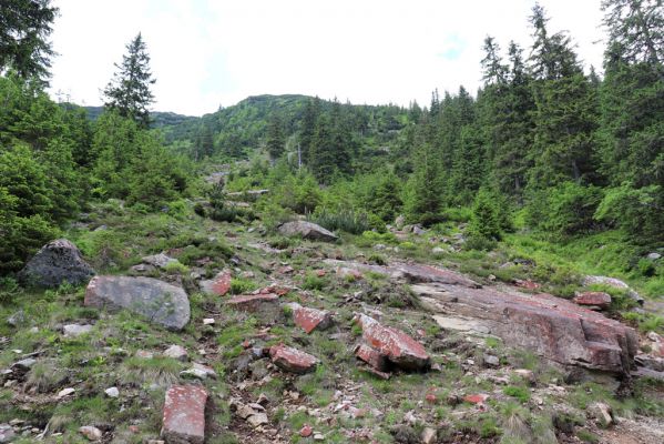 Špindlerův Mlýn, 27.6.2021
Krkonoše, údolí Bílého Labe pod Kozími hřbety. 
Schlüsselwörter: Krkonoše Špindlerův Mlýn údolí Bílého Labe Kozí hřbety