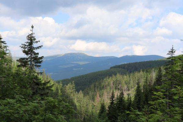 Špindlerův Mlýn, 27.6.2021
Krkonoše, údolí Bílého Labe pod Kozími hřbety. Pohled na Vysoké kolo.
Schlüsselwörter: Krkonoše Špindlerův Mlýn údolí Bílého Labe Kozí hřbety Vysoké kolo