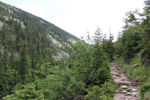 Špindlerův Mlýn, 27.6.2021
Krkonoše, údolí Bílého Labe. Weberova cesta u Suťového svahu.
Schlüsselwörter: Krkonoše Špindlerův Mlýn údolí Bílého Labe Weberova cesta Suťový svah