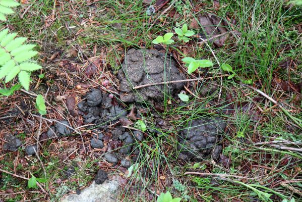 Špindlerův Mlýn, 27.6.2021
Krkonoše, údolí Bílého Labe pod Suťovým svahem. Jelení trus osídlený hnojníky Acrossus depressus a Agoliinus piceus.
Mots-clés: Krkonoše Špindlerův Mlýn údolí Bílého Labe Bílé Labe Suťový svah Acrossus depressus Agoliinus piceus