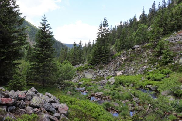 Špindlerův Mlýn, 27.6.2021
Krkonoše, údolí Bílého Labe pod Suťovým svahem.
Keywords: Krkonoše Špindlerův Mlýn údolí Bílého Labe Bílé Labe Suťový svah