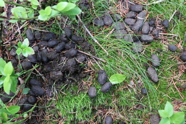 Špindlerův Mlýn, 27.6.2021
Krkonoše, údolí Bílého Labe pod Suťovým svahem. Jelení trus osídlený hnojníky Acrossus depressus a Agoliinus piceus. 
Klíčová slova: Krkonoše Špindlerův Mlýn údolí Bílého Labe Suťový svah Aplotarsus incanus