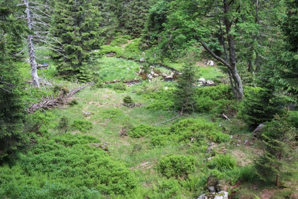 Špindlerův Mlýn, 27.6.2021
Krkonoše, Bílé Labe pod Suťovým svahem.
Schlüsselwörter: Krkonoše Špindlerův Mlýn údolí Bílého Labe Bílé Labe Suťový svah