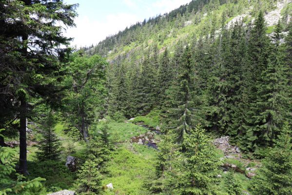 Špindlerův Mlýn, 27.6.2021
Krkonoše, údolí Bílého Labe pod Suťovým svahem.
Klíčová slova: Krkonoše Špindlerův Mlýn údolí Bílého Labe Bílé Labe Suťový svah