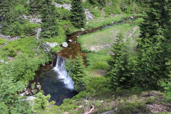 Špindlerův Mlýn, 27.6.2021
Krkonoše, Bílé Labe pod Suťovým svahem.
Schlüsselwörter: Krkonoše Špindlerův Mlýn údolí Bílého Labe Bílé Labe Suťový svah