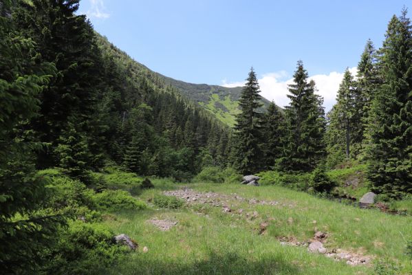 Špindlerův Mlýn, 27.6.2021
Krkonoše, Bílé Labe pod Suťovým svahem.
Klíčová slova: Krkonoše Špindlerův Mlýn údolí Bílého Labe Bílé Labe Suťový svah