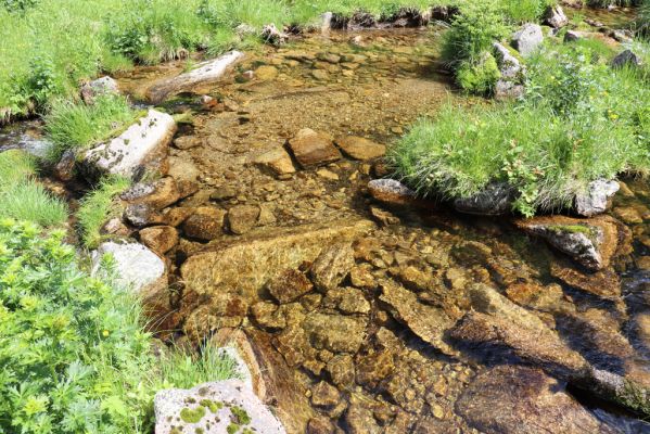 Špindlerův Mlýn, 27.6.2021
Krkonoše, Bílé Labe pod Suťovým svahem.
Schlüsselwörter: Krkonoše Špindlerův Mlýn údolí Bílého Labe Bílé Labe Suťový svah