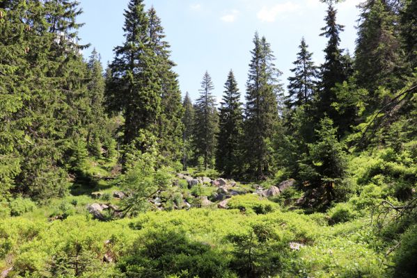 Špindlerův Mlýn, 27.6.2021
Krkonoše, Bílé Labe pod Suťovým svahem.
Klíčová slova: Krkonoše Špindlerův Mlýn údolí Bílého Labe Bílé Labe Suťový svah