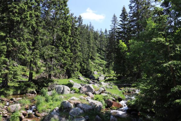 Špindlerův Mlýn, 27.6.2021
Krkonoše, Bílé Labe pod Suťovým svahem.
Mots-clés: Krkonoše Špindlerův Mlýn údolí Bílého Labe Bílé Labe Suťový svah