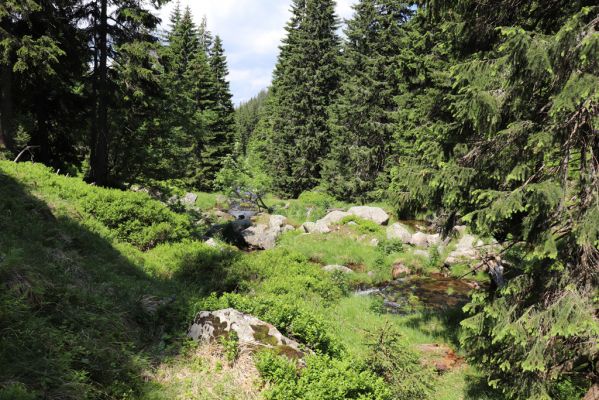 Špindlerův Mlýn, 27.6.2021
Krkonoše, Bílé Labe pod Suťovým svahem.
Schlüsselwörter: Krkonoše Špindlerův Mlýn údolí Bílého Labe Bílé Labe Suťový svah