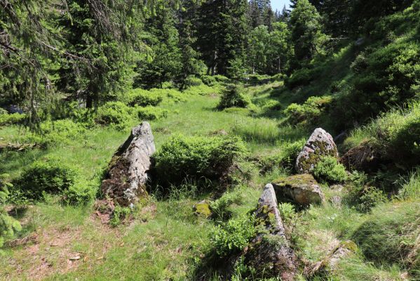 Špindlerův Mlýn, 27.6.2021
Krkonoše, Bílé Labe pod Suťovým svahem.
Klíčová slova: Krkonoše Špindlerův Mlýn údolí Bílého Labe Bílé Labe Suťový svah