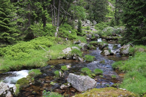 Špindlerův Mlýn, 27.6.2021
Krkonoše, Bílé Labe pod Suťovým svahem.
Mots-clés: Krkonoše Špindlerův Mlýn údolí Bílého Labe Bílé Labe Suťový svah