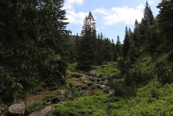 Špindlerův Mlýn, 27.6.2021
Krkonoše, údolí Bílého Labe pod Suťovým svahem.
Mots-clés: Krkonoše Špindlerův Mlýn údolí Bílého Labe Bílé Labe Suťový svah