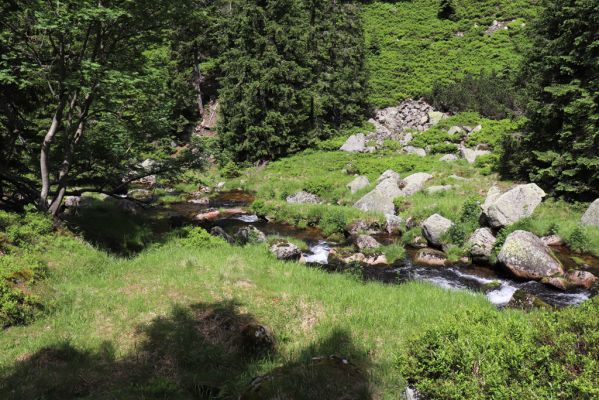 Špindlerův Mlýn, 27.6.2021
Krkonoše, Bílé Labe pod Suťovým svahem.
Klíčová slova: Krkonoše Špindlerův Mlýn údolí Bílého Labe Bílé Labe Suťový svah