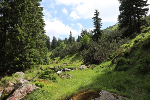 Špindlerův Mlýn, 27.6.2021
Krkonoše, Bílé Labe u soutoku se Stříbrnou bystřinou.
Schlüsselwörter: Krkonoše Špindlerův Mlýn údolí Bílého Labe Bílé Labe Suťový svah