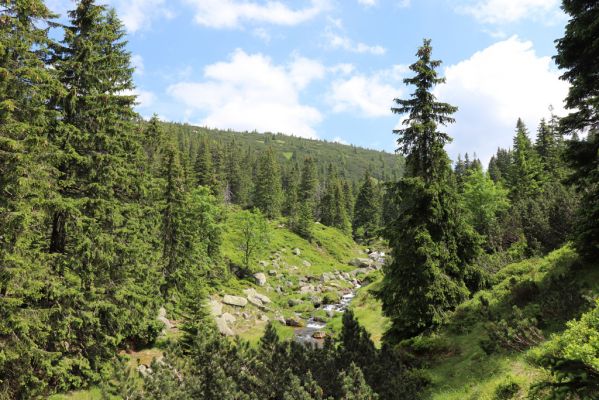 Špindlerův Mlýn, 27.6.2021
Krkonoše, Bílé Labe u soutoku se Stříbrnou bystřinou.
Klíčová slova: Krkonoše Špindlerův Mlýn údolí Bílého Labe Bílé Labe Suťový svah