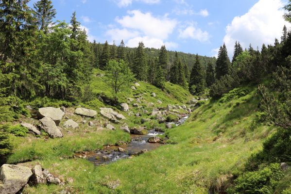 Špindlerův Mlýn, 27.6.2021
Krkonoše, Bílé Labe u soutoku se Stříbrnou bystřinou.
Schlüsselwörter: Krkonoše Špindlerův Mlýn údolí Bílého Labe Bílé Labe Suťový svah Aplotarsus incanus