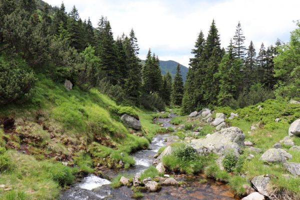 Špindlerův Mlýn, 27.6.2021
Krkonoše, Bílé Labe u soutoku se Stříbrnou bystřinou.
Mots-clés: Krkonoše Špindlerův Mlýn údolí Bílého Labe Bílé Labe Suťový svah