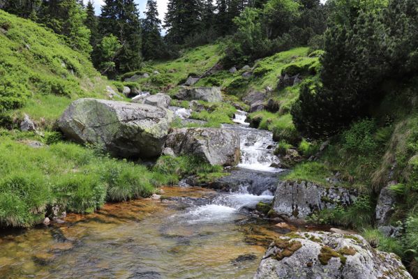 Špindlerův Mlýn, 27.6.2021
Krkonoše, Bílé Labe u soutoku se Stříbrnou bystřinou.
Mots-clés: Krkonoše Špindlerův Mlýn údolí Bílého Labe Bílé Labe Suťový svah