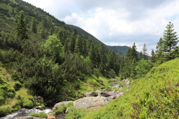 Špindlerův Mlýn, 27.6.2021
Krkonoše, Bílé Labe pod Stříbrným návrším.
Mots-clés: Krkonoše Špindlerův Mlýn údolí Bílého Labe Stříbrné návrší Bílé Labe