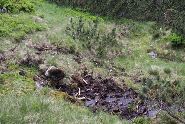 Špindlerův Mlýn, 27.6.2021
Krkonoše, Bílé Labe pod Stříbrným návrším.
Klíčová slova: Krkonoše Špindlerův Mlýn údolí Bílého Labe Stříbrné návrší Bílé Labe