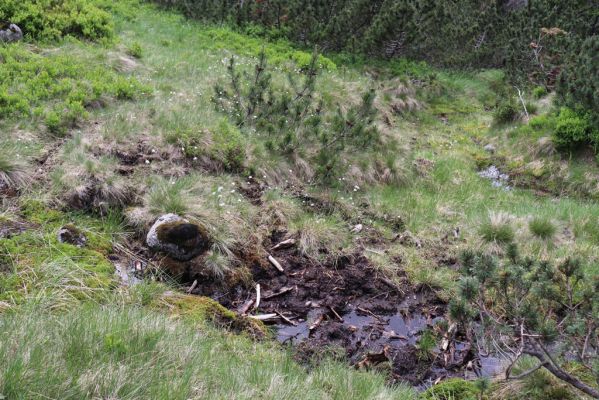 Špindlerův Mlýn, 27.6.2021
Krkonoše, Bílé Labe pod Stříbrným návrším.
Klíčová slova: Krkonoše Špindlerův Mlýn údolí Bílého Labe Stříbrné návrší Bílé Labe